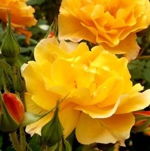 Meet your Posher, Jill